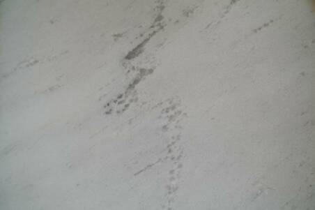 Mármol Thassos Superior Altius 91.5X91.5X2