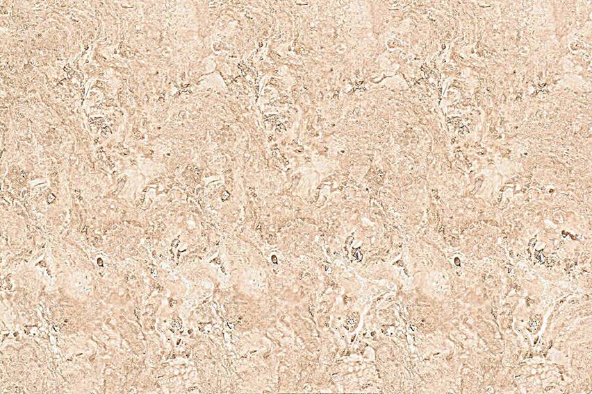 Mármol Travertino Monclova Honed 10X30.5 Con 30 Pzas. Ofta