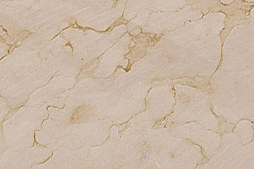 Mármol Dorado Tepeji Buz 60X60x2 S/E