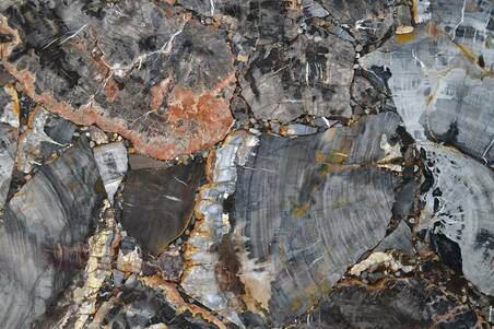 Quarzo Petrified Wood Black Lámina