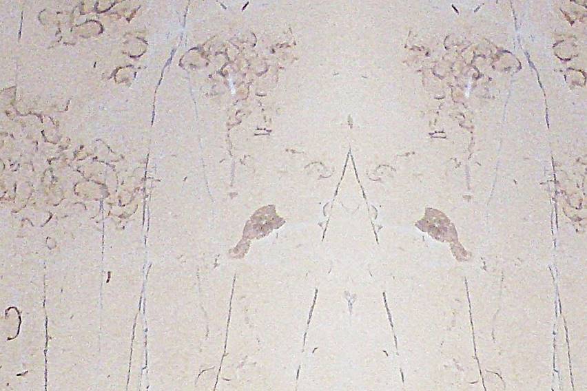 Mármol Crema Cordoba 40.6X40.6X1