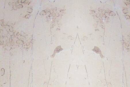 Mármol Crema Cordoba 40.6X40.6X1