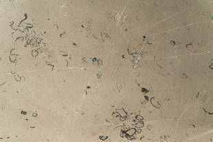 Marmol Sto Tomas P/B 40X60x1