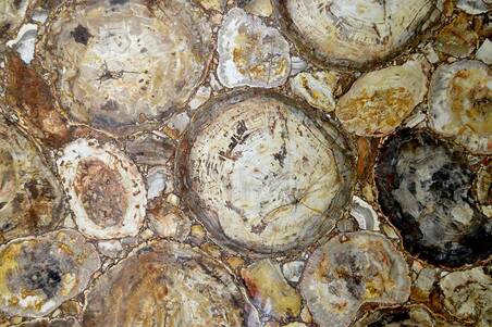 Quarzo Petrified Wood Lamina