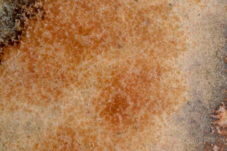 Lamina Onix Media Luna Nacional